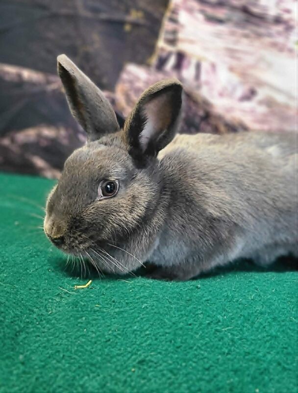 Picture of the Animal Listed